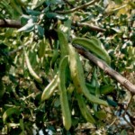 locust bean gum