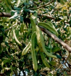 locust bean gum