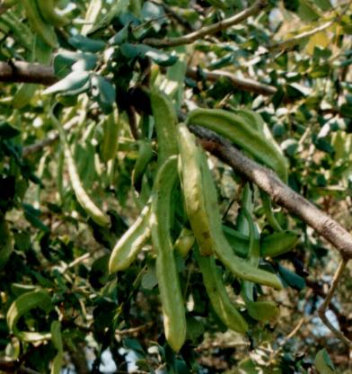 Locust Bean Gum Gum Substitute